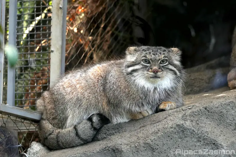 A photograph of Az in Kobe Animal Kingdom