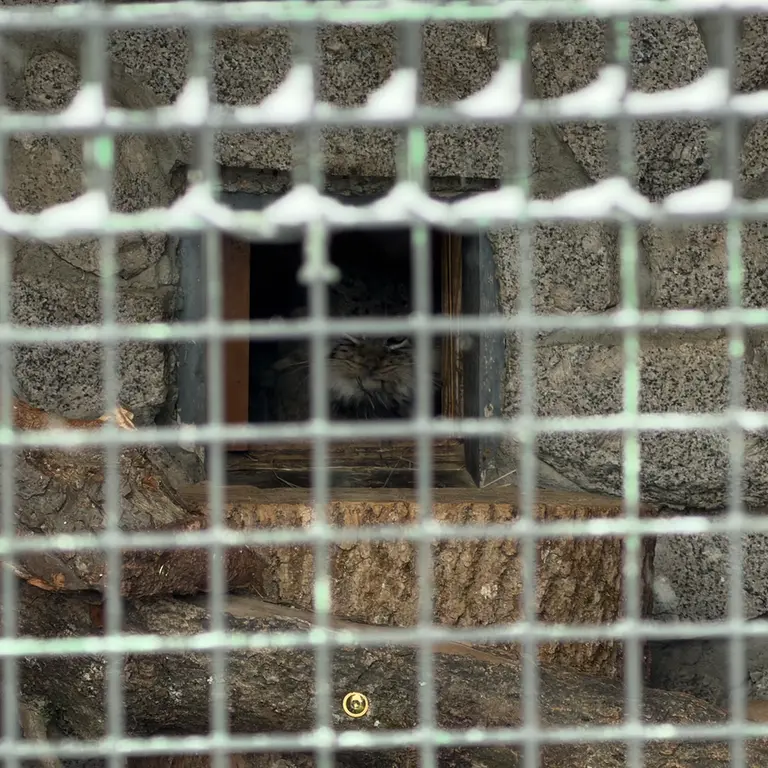 A photograph of Sven in Leningrad zoo