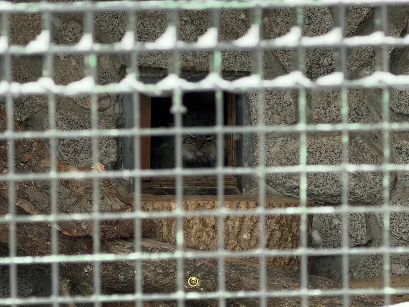A photograph of Sven in Leningrad zoo
