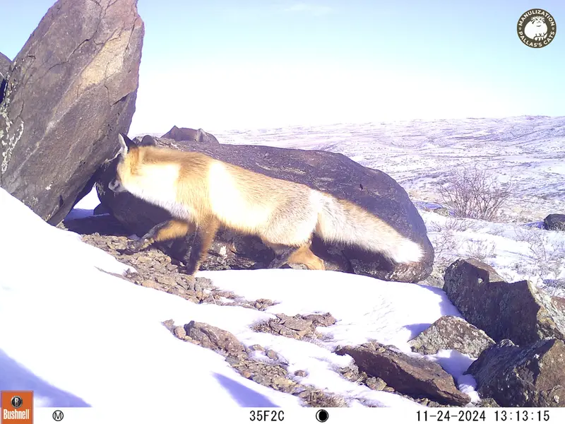 A photograph of Red fox from Koshkar camera trap