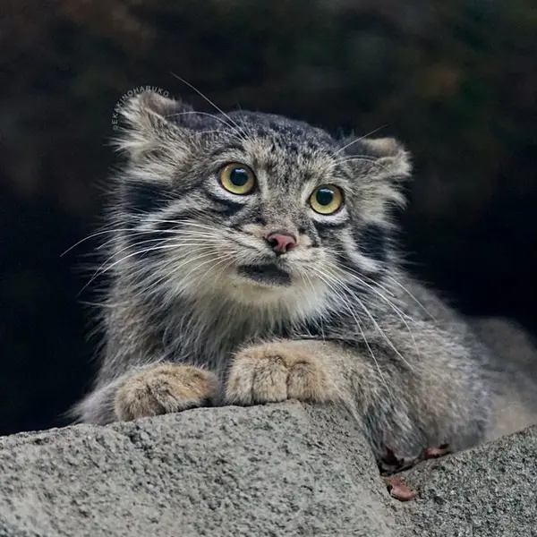 A photograph of Oto in Kobe Animal Kingdom