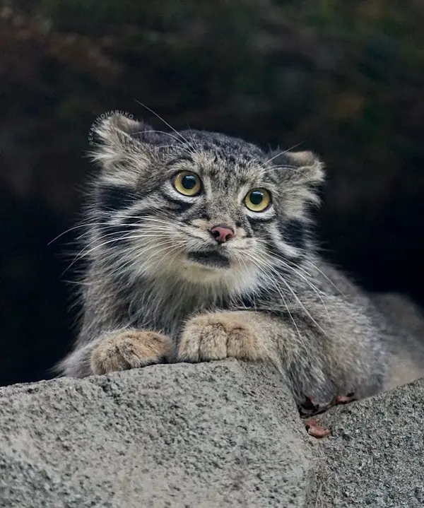 A photograph of Oto in Kobe Animal Kingdom