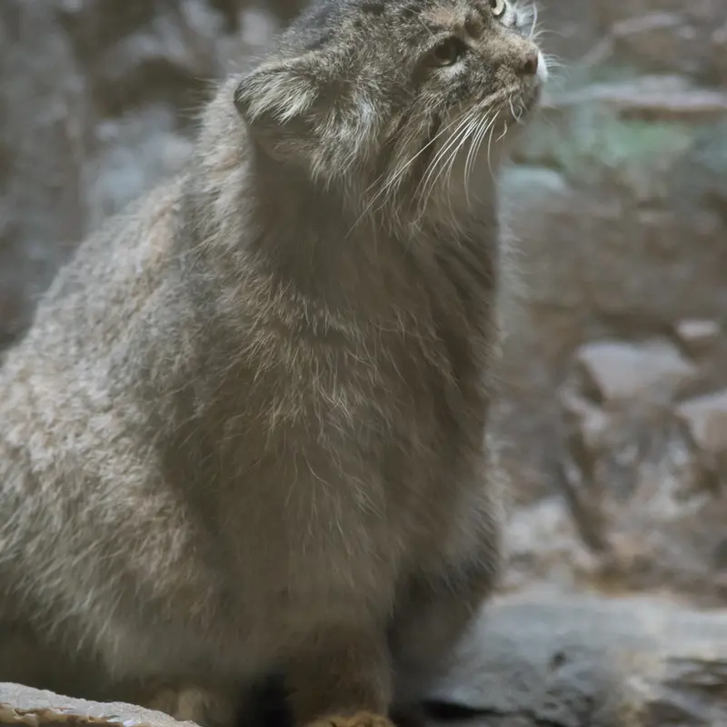 A photograph of Primula in Ueno Zoological Gardens