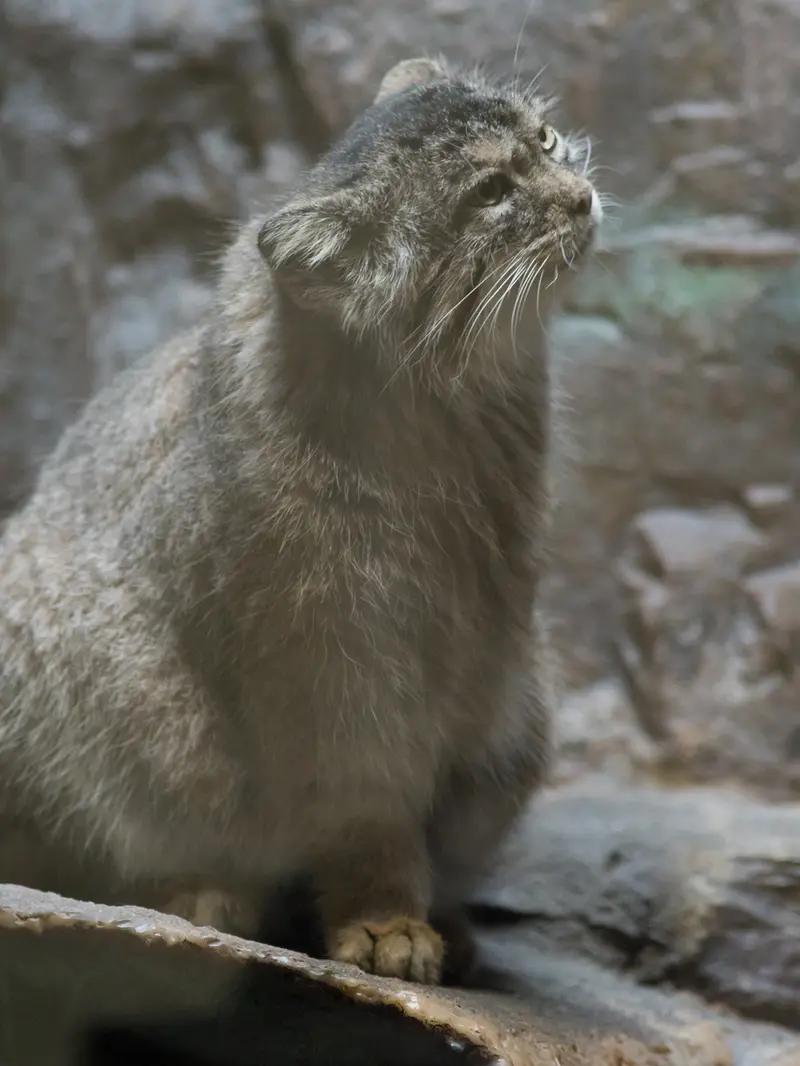 A photograph of Primula in Ueno Zoological Gardens