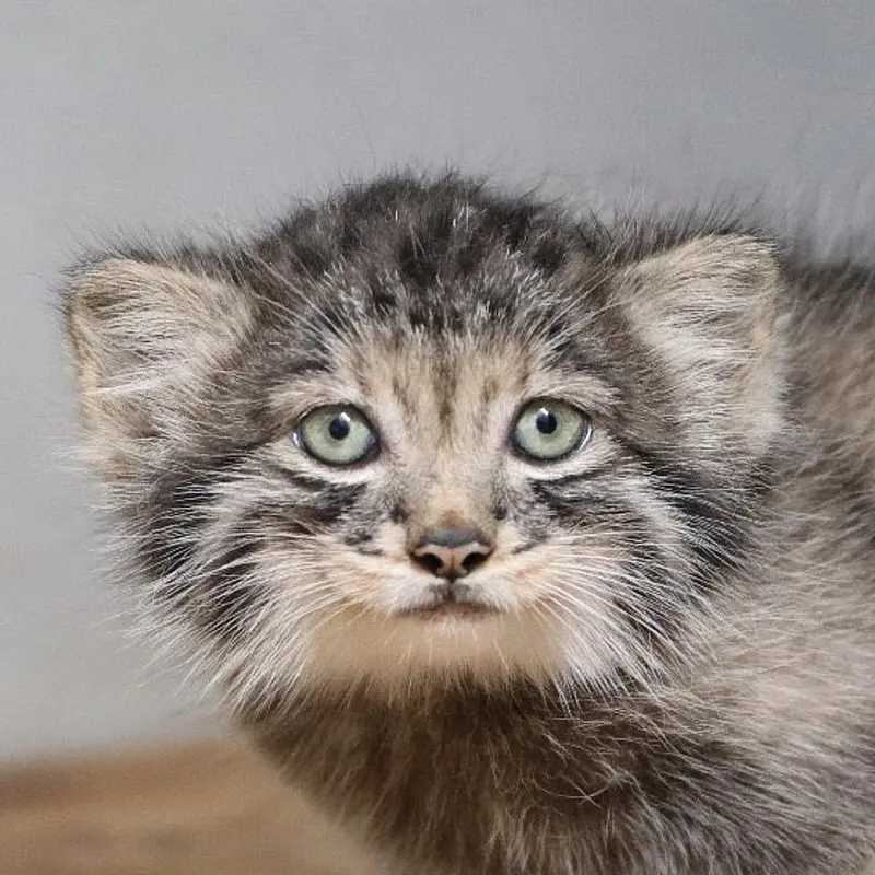 Komorebi the Pallas's cat from Kobe Animal Kingdom