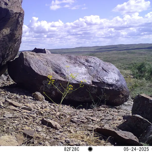 A photograph of Kazakh pika from Koshkar camera trap
