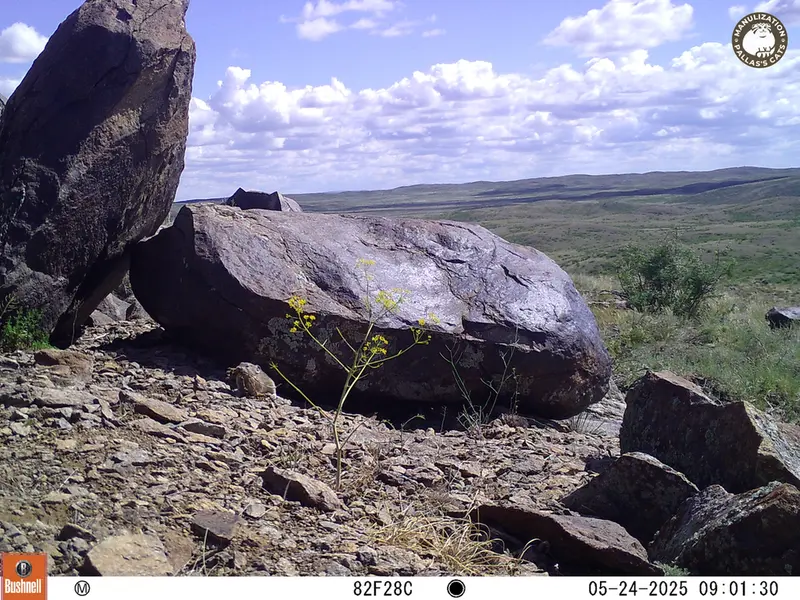 A photograph of Kazakh pika from Koshkar camera trap