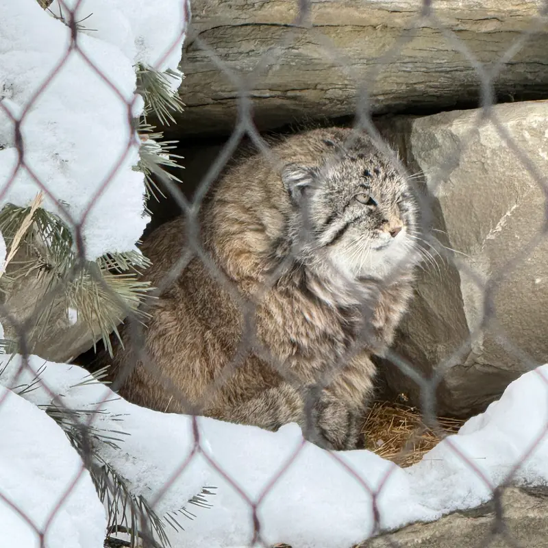 A photograph of Olaf in Calgary Zoo / Wilder Institute