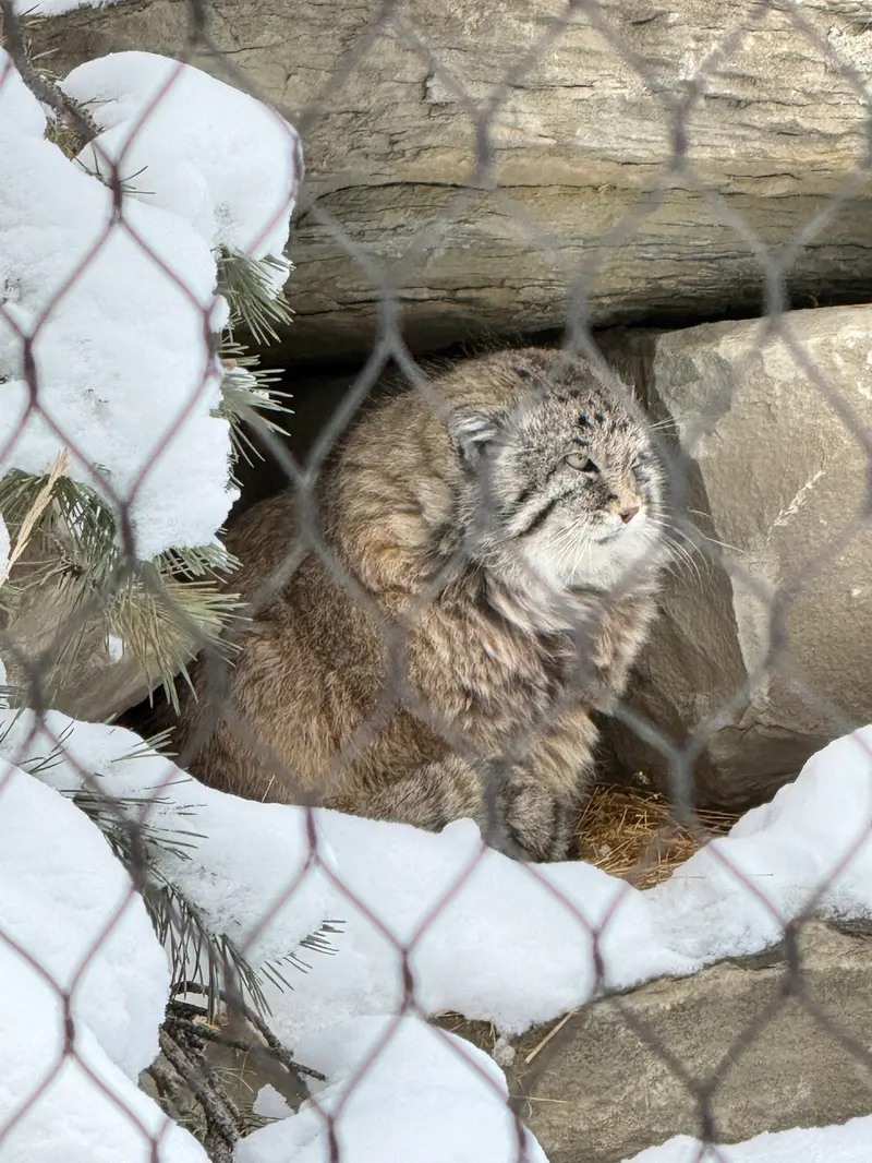 A photograph of Olaf in Calgary Zoo / Wilder Institute