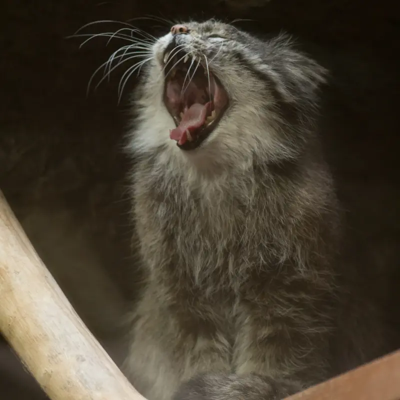 A photograph of Klyon in Ueno Zoological Gardens