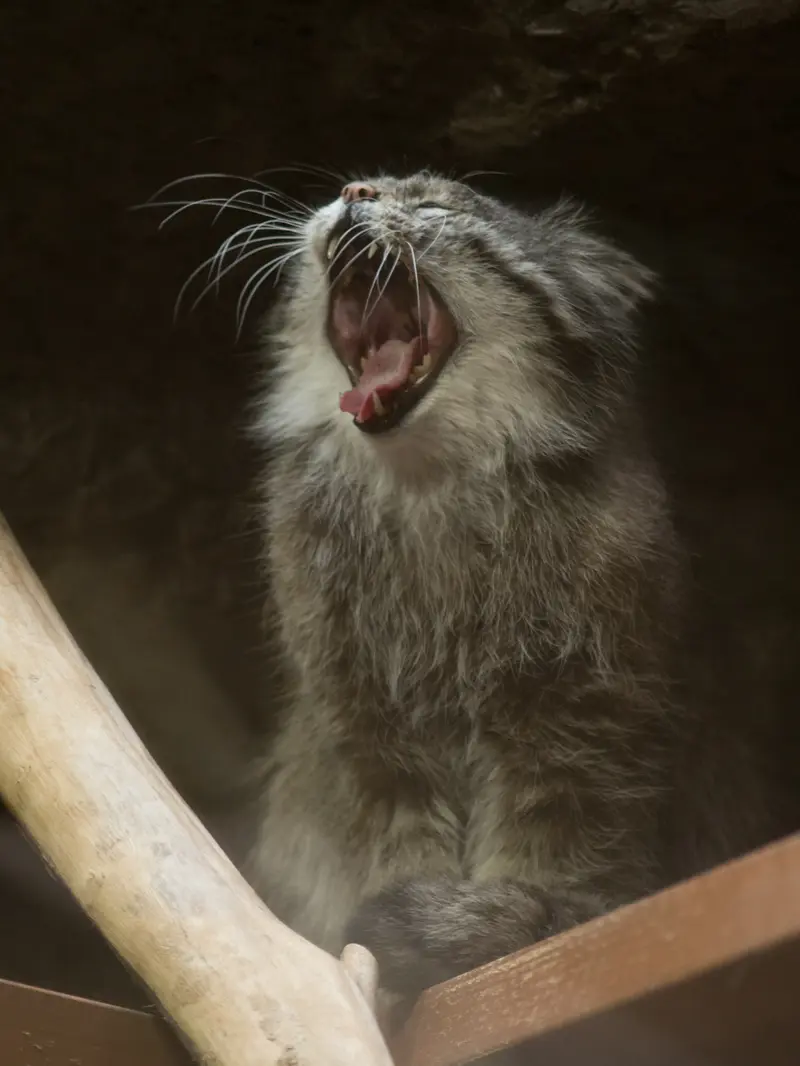 A photograph of Klyon in Ueno Zoological Gardens