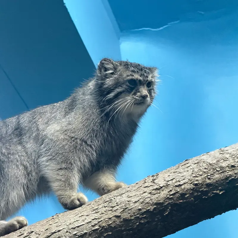 A photograph of Isabel in Cincinnati Zoo