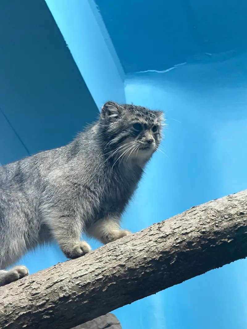 A photograph of Isabel in Cincinnati Zoo