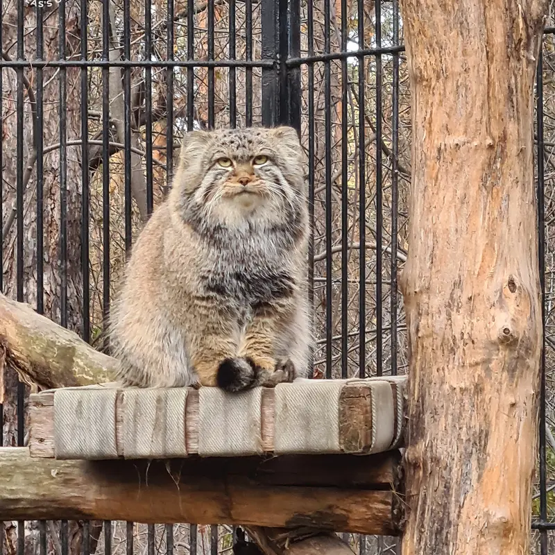 A photograph of Son of Eve 2023 Ⅳ in Novosibirsk Zoo