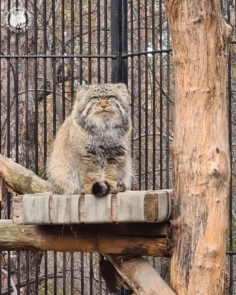 A photograph of Son of Eve 2023 Ⅳ in Novosibirsk Zoo