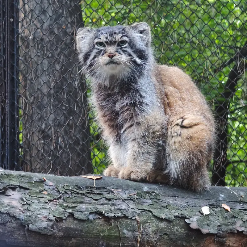 A photograph of George in Novosibirsk Zoo