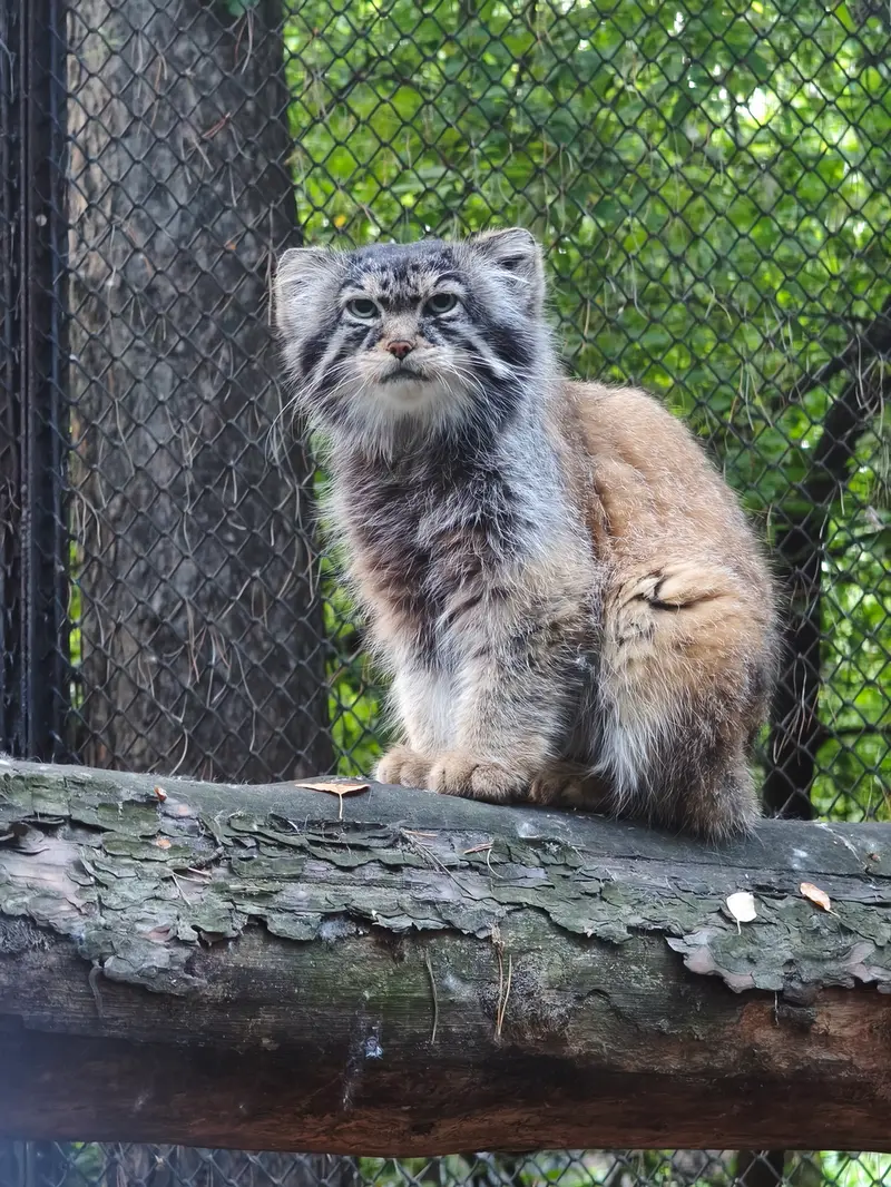 A photograph of George in Novosibirsk Zoo