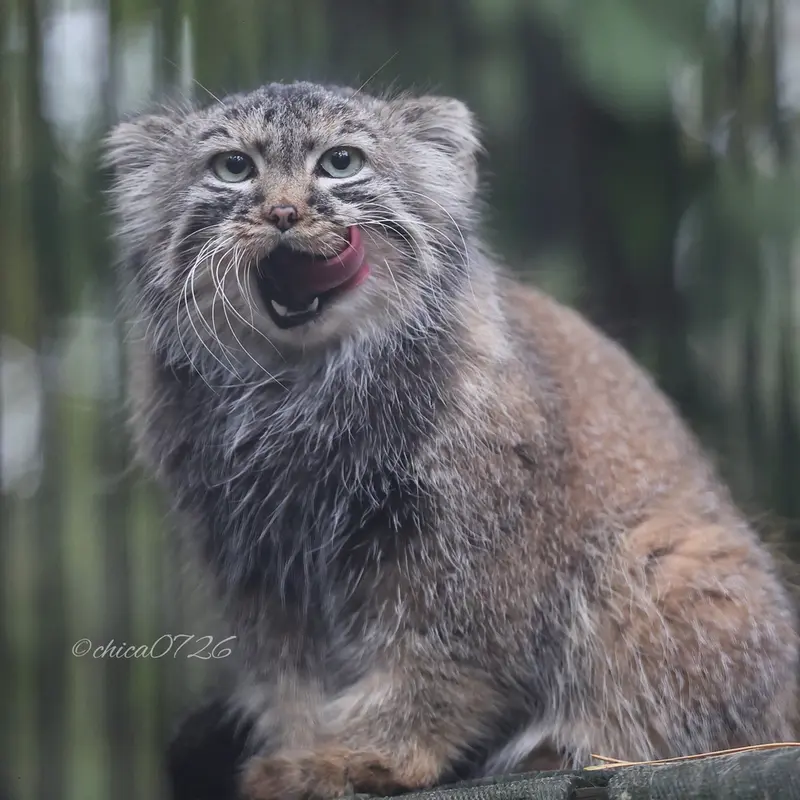 A photograph of Gabi in Novosibirsk Zoo