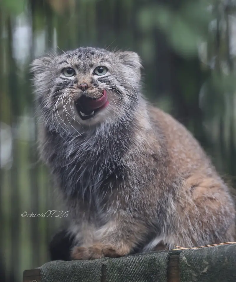 A photograph of Gabi in Novosibirsk Zoo