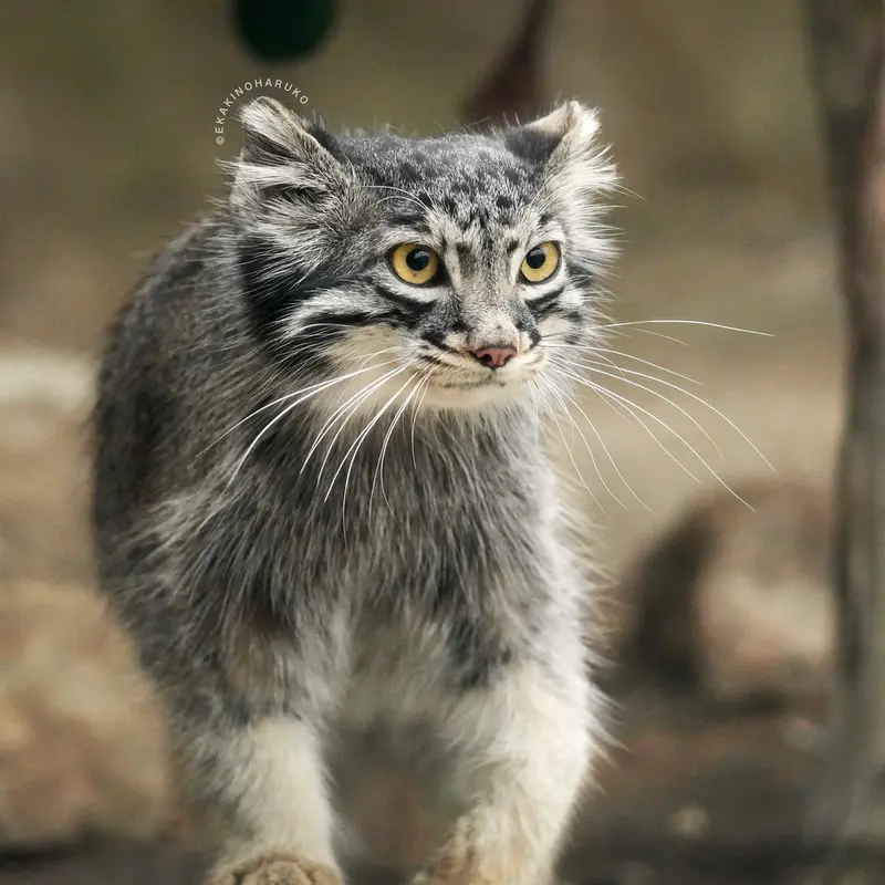 A photograph of Mei in Kobe Animal Kingdom