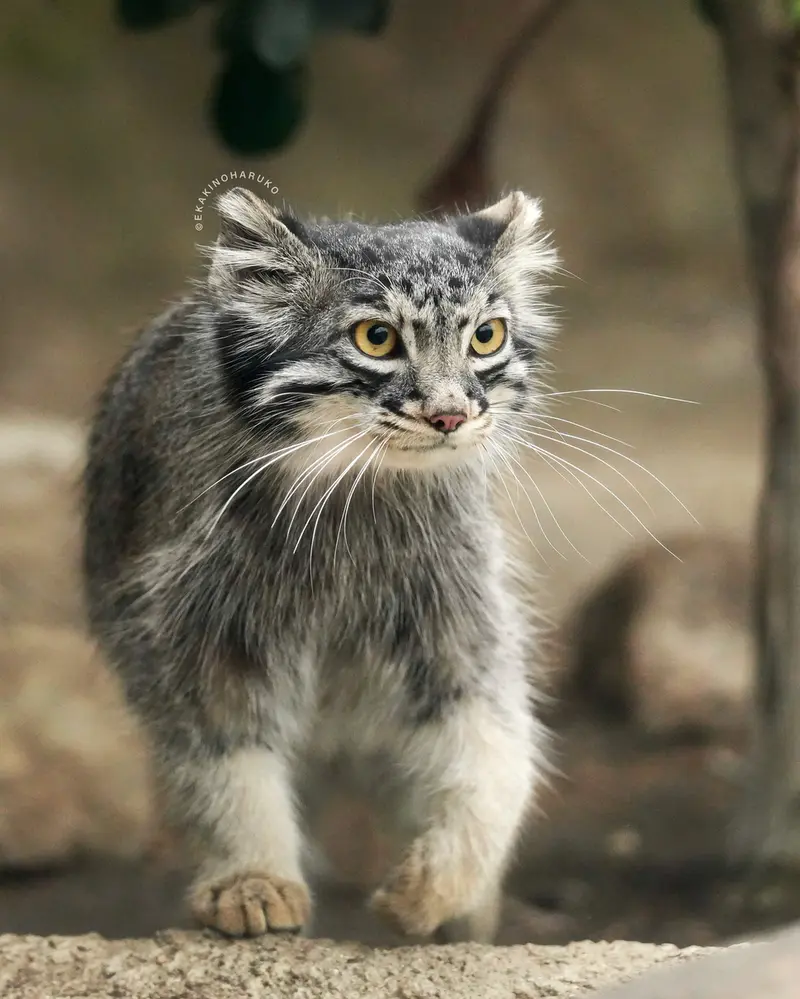 A photograph of Mei in Kobe Animal Kingdom