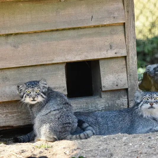 A photograph of Namuu in Port Lympne Wild Animal Park
