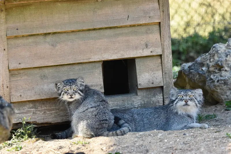 A photograph of Namuu in Port Lympne Wild Animal Park