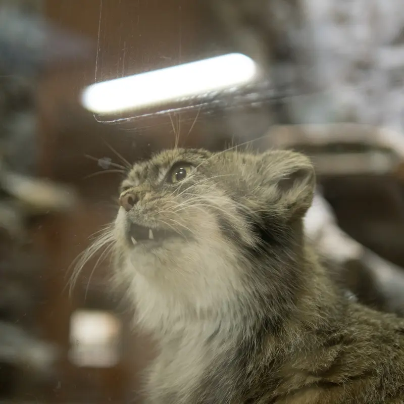 A photograph of Primula in Ueno Zoological Gardens