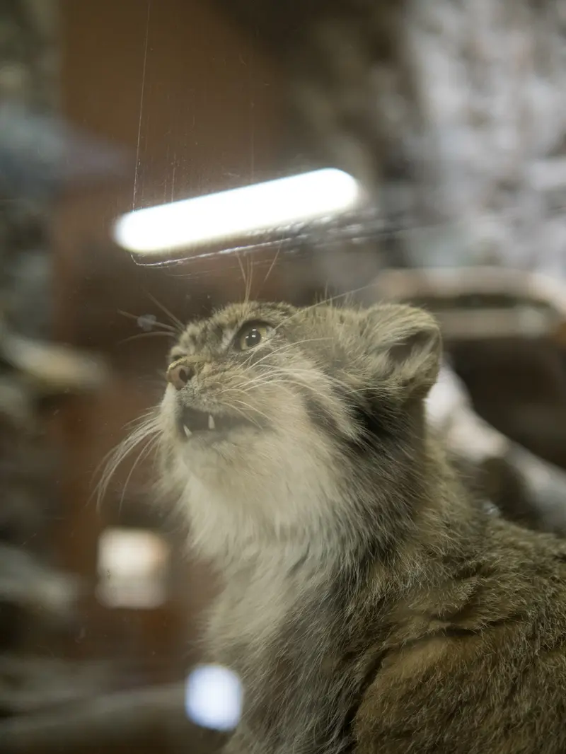 A photograph of Primula in Ueno Zoological Gardens