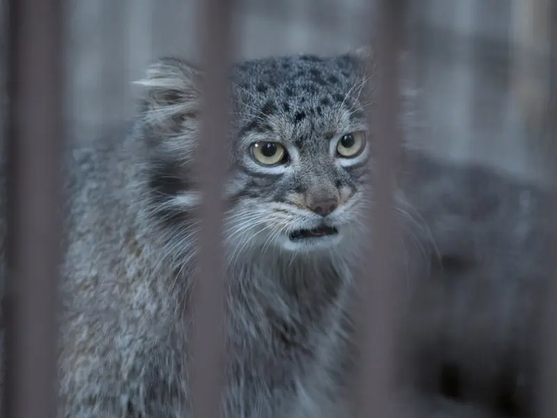 A photograph of Figa in Nogeyama Zoo