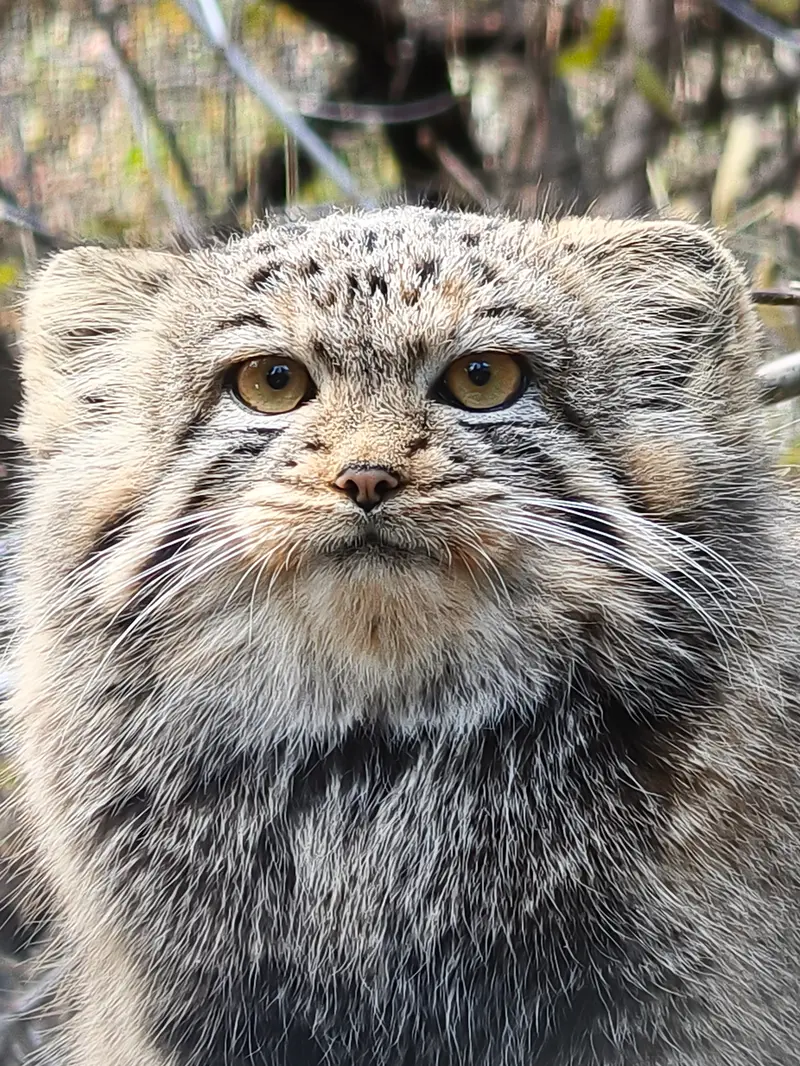 A photograph of a Pallas's cat in Novosibirsk Zoo