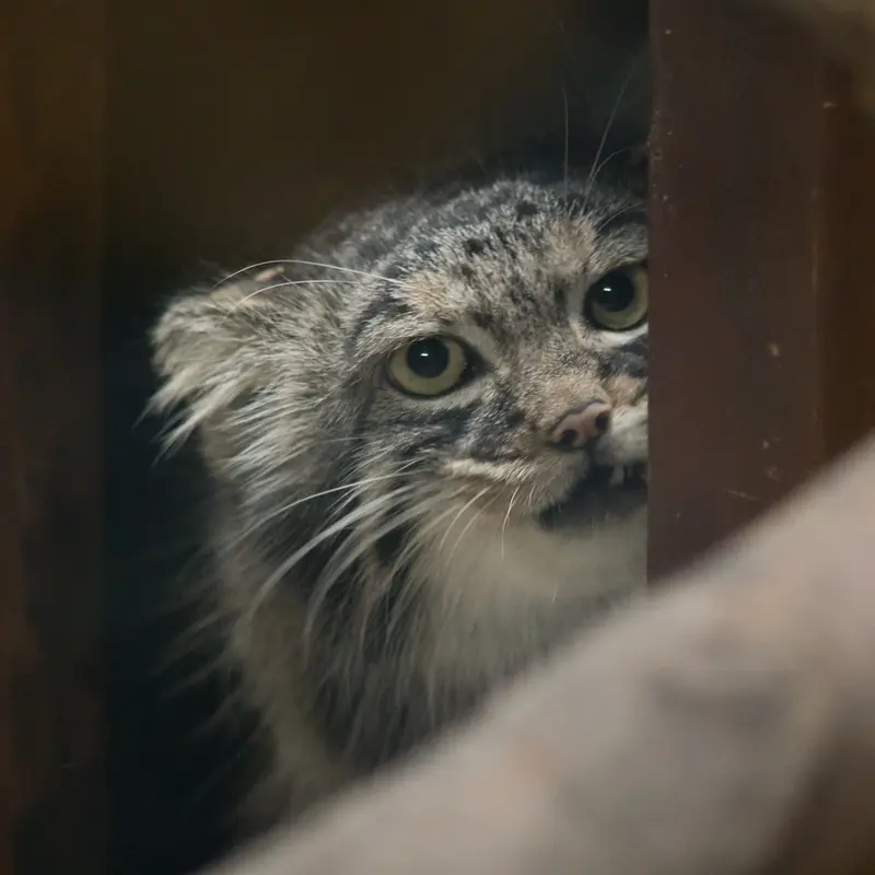 A photograph of Shafran in Ueno Zoological Gardens
