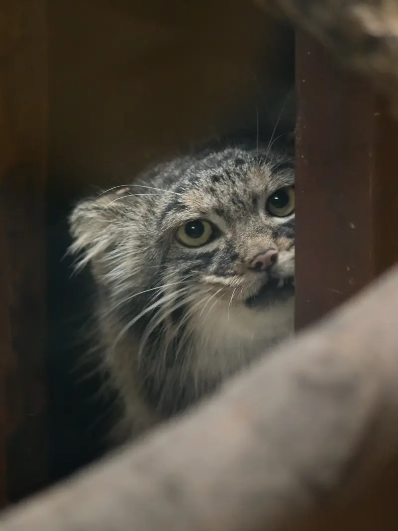 A photograph of Shafran in Ueno Zoological Gardens