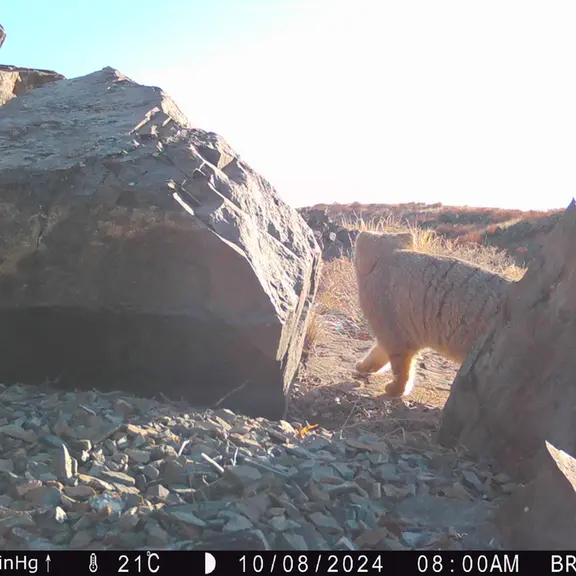 A photograph of Otocolobus manul manul from Kiikbai [new] camera trap