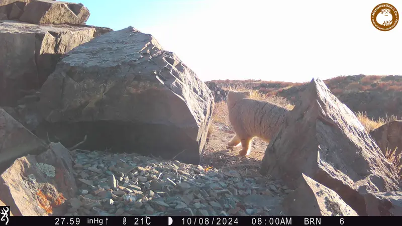 A photograph of Otocolobus manul manul from Kiikbai [new] camera trap