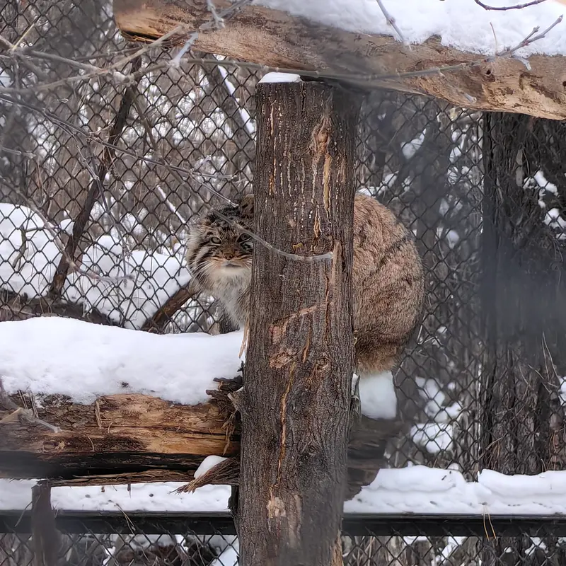 A photograph of Achi in Novosibirsk Zoo