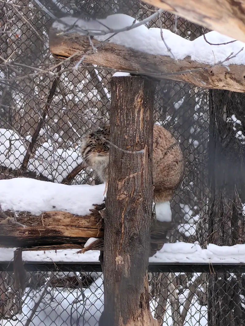 A photograph of Achi in Novosibirsk Zoo