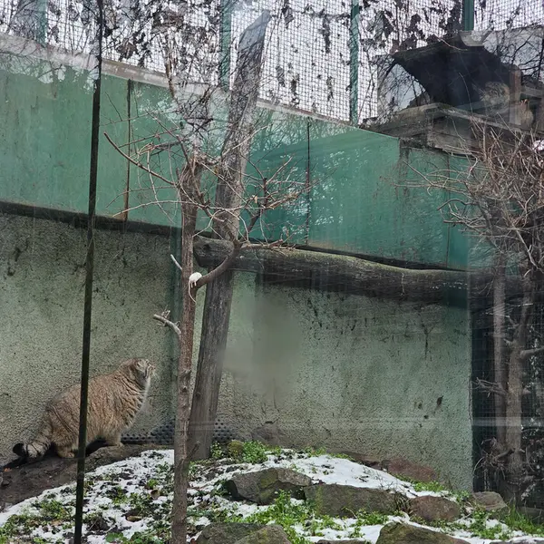A photograph of Bohus and Lucy in Budapest Zoo &amp; Botanical Garden