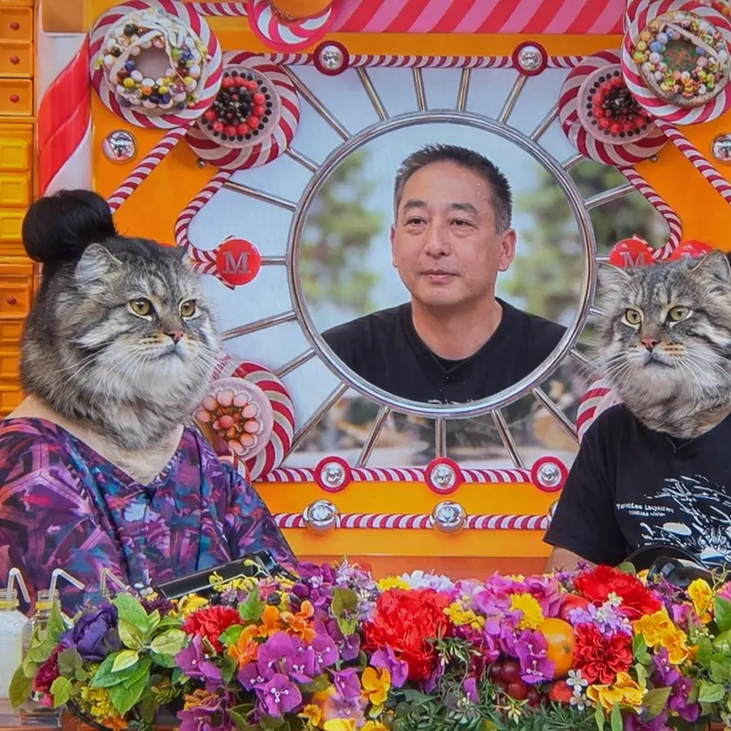 A photograph of a Pallas's cat