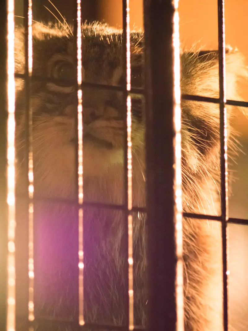 A photograph of Figa in Nogeyama Zoo