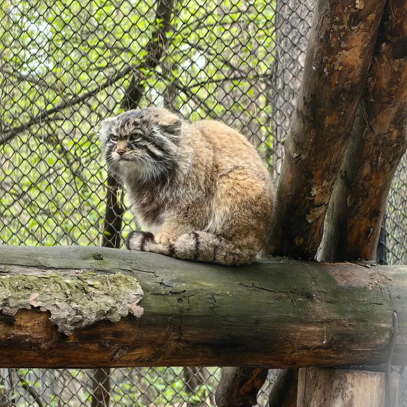A photograph of George in Novosibirsk Zoo