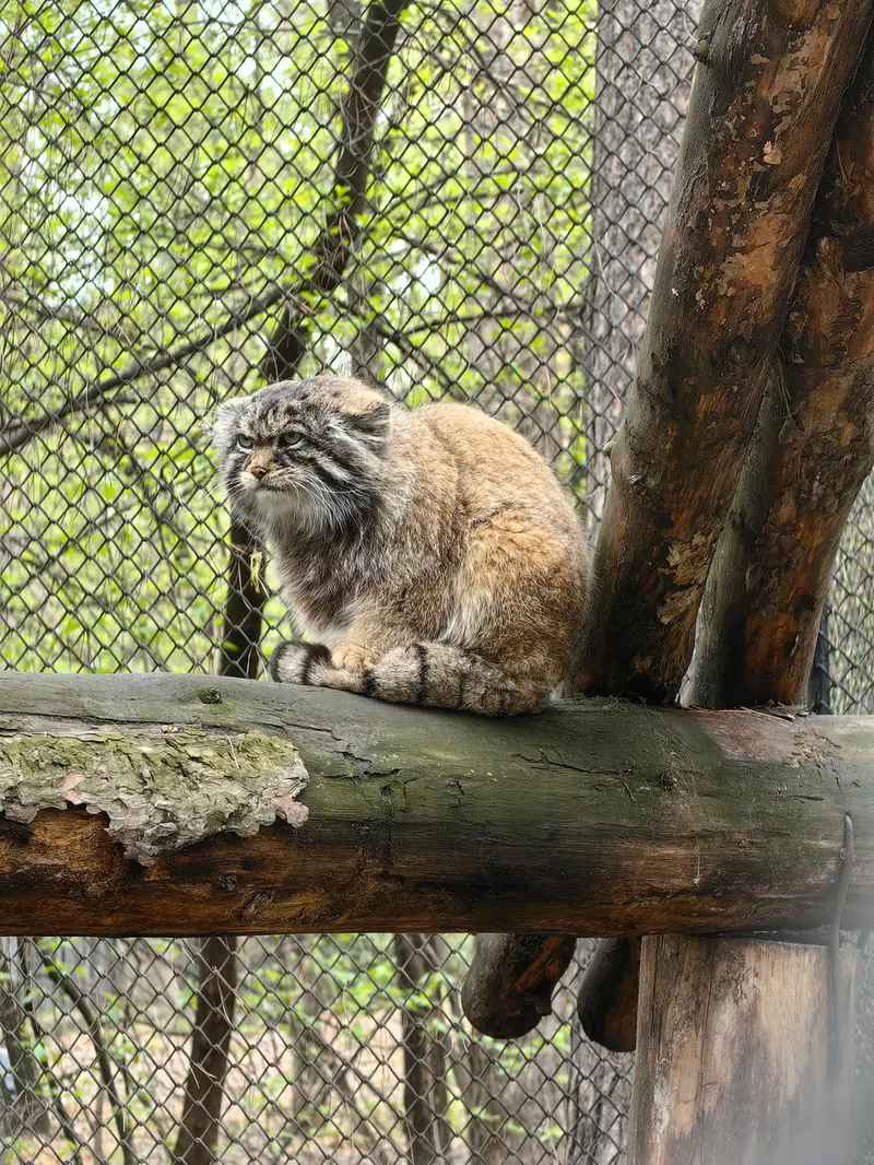 A photograph of George in Novosibirsk Zoo