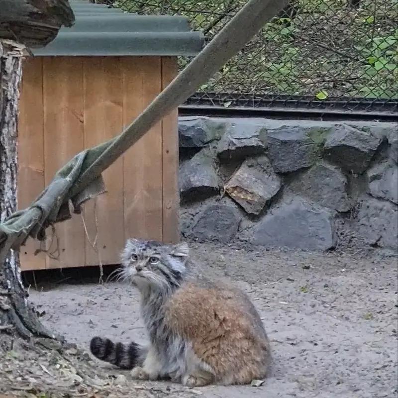 A photograph of a Pallas's cat in Novosibirsk Zoo