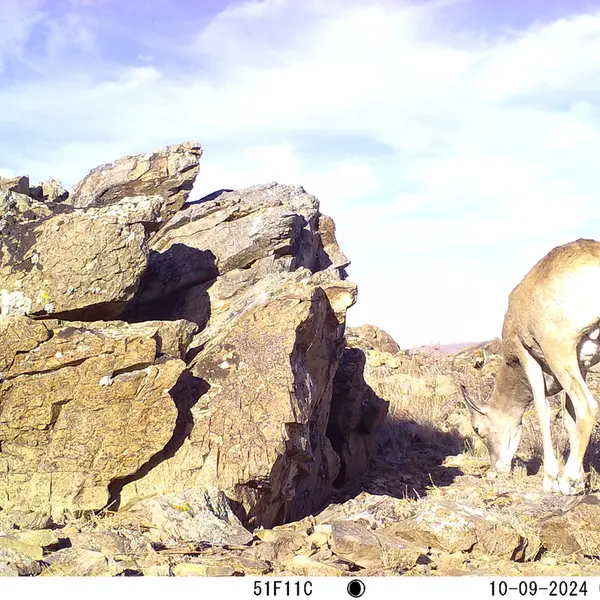 A photograph of Argali from Karashoky camera trap