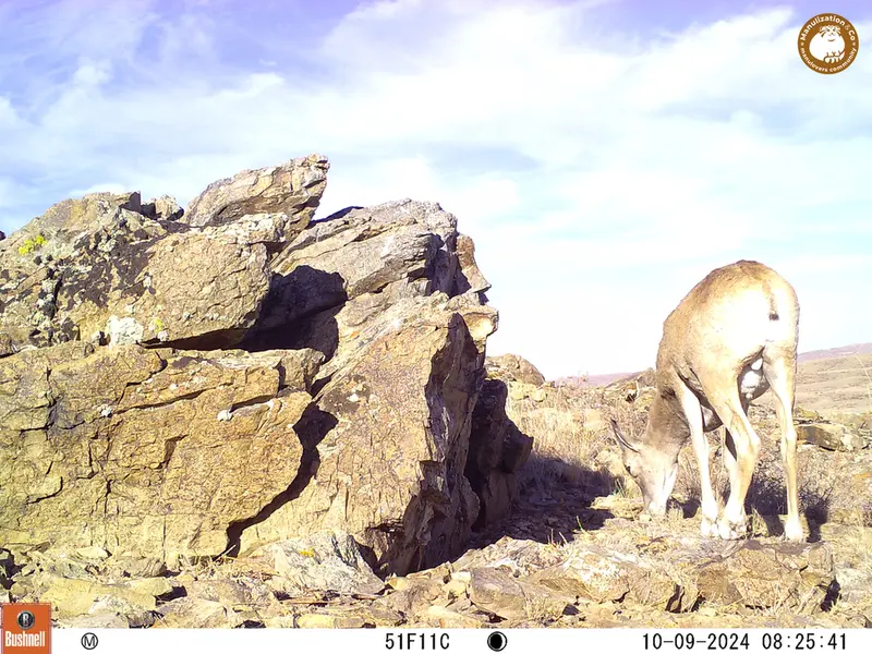 A photograph of Argali from Karashoky camera trap
