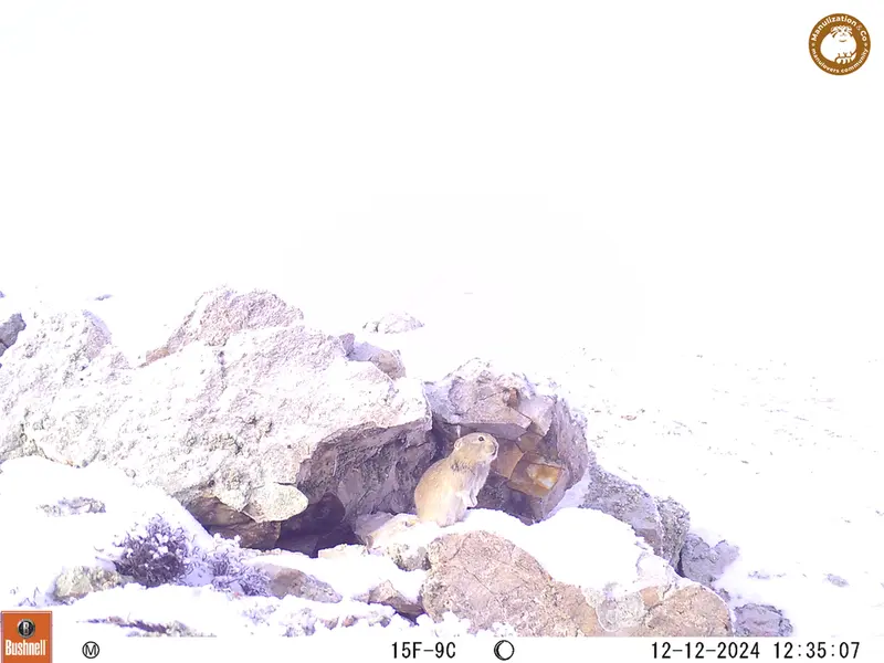 A photograph of Pika from Besshoky 1 camera trap