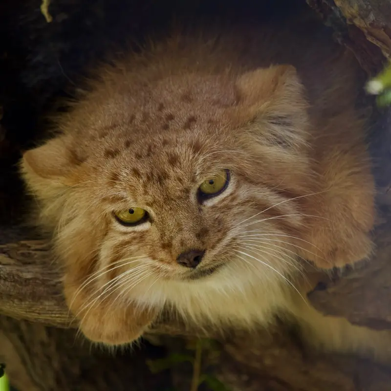 A photograph of Nanó in Yerevan Zoo