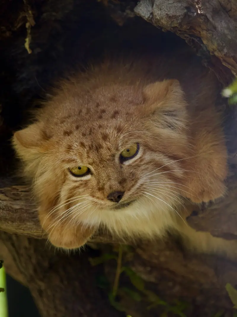 A photograph of Nanó in Yerevan Zoo
