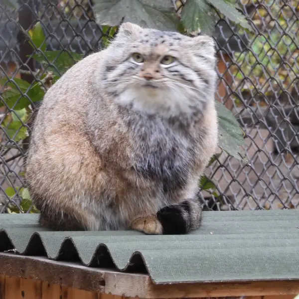 A photograph of Snezhana in Novosibirsk Zoo