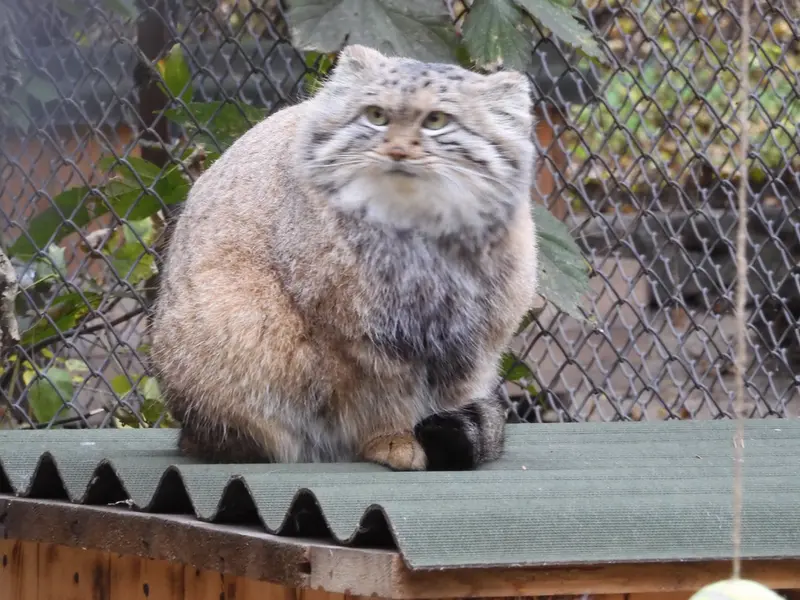 A photograph of Snezhana in Novosibirsk Zoo
